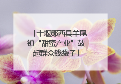 十堰郧西县羊尾镇“甜蜜产业”鼓起群众钱袋子
